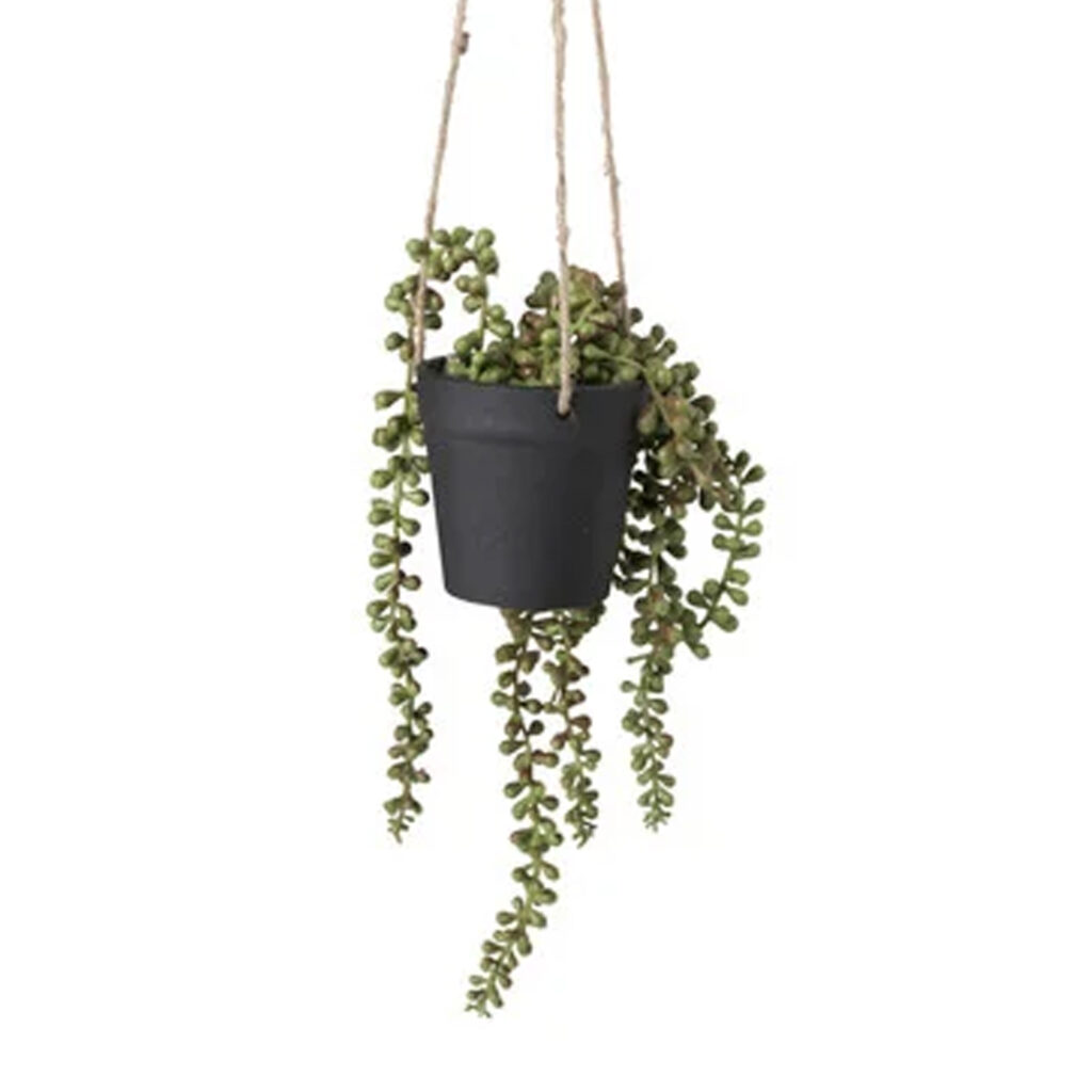 Erwtenplant hangplant in pot 01