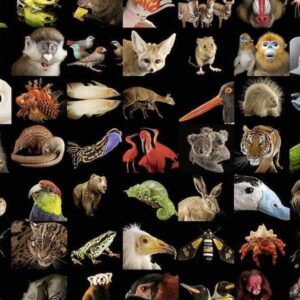 Ravensburger Puzzel 99 Dieren 03