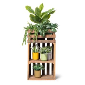 Caladium Kunstplant 4